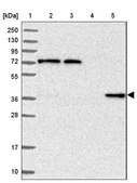 Anti-C11orf54 antibody produced in rabbit Prestige Antibodies® Powered by Atlas Antibodies, affinity isolated antibody, buffered aqueous glycerol solution