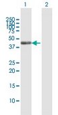 Anti-SCRN2 antibody produced in mouse IgG fraction of antiserum, buffered aqueous solution