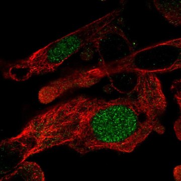 Anti-ZNF696 antibody produced in rabbit Prestige Antibodies&#174; Powered by Atlas Antibodies, affinity isolated antibody