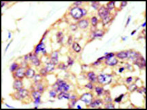 Anti-DOK5 (N-term) antibody produced in rabbit saturated ammonium sulfate (SAS) precipitated, buffered aqueous solution