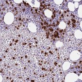 Anti-CD177 antibody produced in rabbit Prestige Antibodies® Powered by Atlas Antibodies, affinity isolated antibody