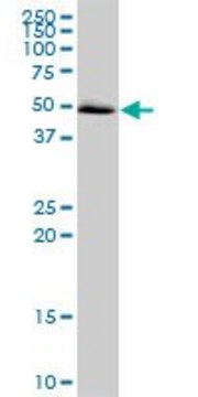 Anti-MAPKAPK5 antibody produced in mouse purified immunoglobulin, buffered aqueous solution