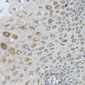 Anti-PRKAB1 antibody produced in rabbit