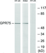 Anti-GPR75 antibody produced in rabbit affinity isolated antibody