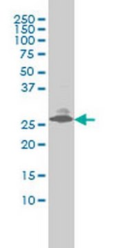 Anti-EDN3 Mouse mAb (2A6-2A4) liquid, clone 2A6-2A4, Calbiochem&#174;