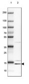 Anti-CRCP antibody produced in rabbit Prestige Antibodies® Powered by Atlas Antibodies, affinity isolated antibody, buffered aqueous glycerol solution