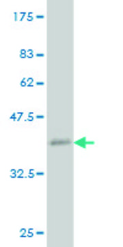 ANTI-ZIC1 antibody produced in mouse clone 4D11, purified immunoglobulin, buffered aqueous solution