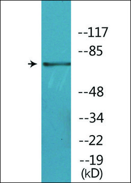 Anti-phospho-BTK (pTyr551) antibody produced in rabbit affinity isolated antibody