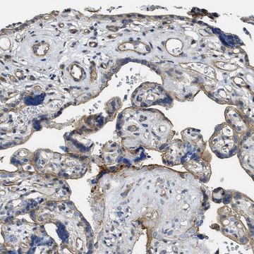 Anti-MMRN2 antibody produced in rabbit Prestige Antibodies&#174; Powered by Atlas Antibodies, affinity isolated antibody, buffered aqueous glycerol solution