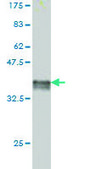 Monoclonal Anti-FADD antibody produced in mouse clone 3A12, purified immunoglobulin, buffered aqueous solution