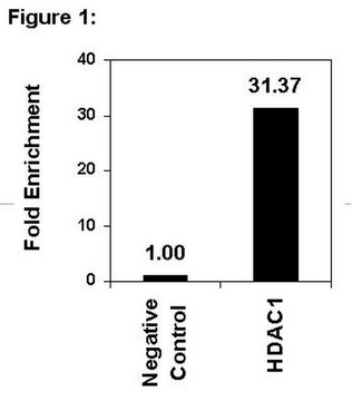 ChIPAb+ HDAC1 - ChIP Validated Antibody and Primer Set culture supernatant, from mouse