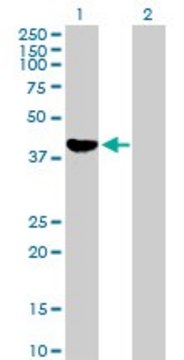 Anti-ADH1C antibody produced in mouse IgG fraction of antiserum, buffered aqueous solution