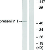 Anti-Presenilin 1 antibody produced in rabbit affinity isolated antibody
