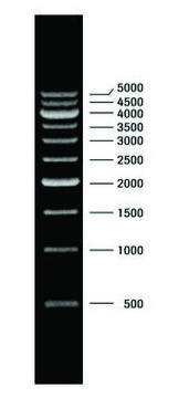 DNA Molecular Weight Marker XVII (500 bp ladder) pkg of 50&#160;&#956;g (in 200 &#956;l), solution