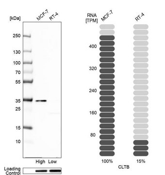 Anti-CLTB antibody produced in rabbit Prestige Antibodies&#174; Powered by Atlas Antibodies, affinity isolated antibody