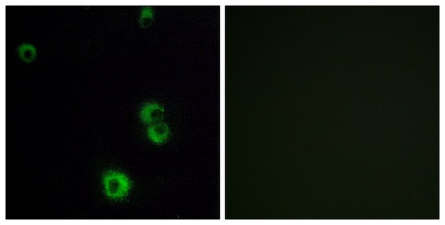 Anti-F2RL2 antibody produced in rabbit affinity isolated antibody