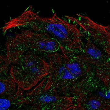 Anti-OXGR1 antibody produced in rabbit Prestige Antibodies&#174; Powered by Atlas Antibodies, affinity isolated antibody