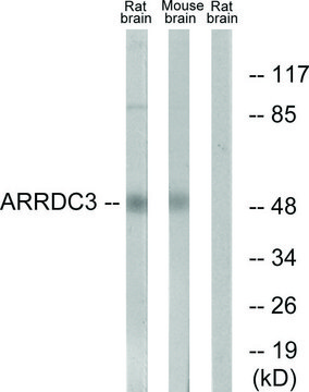 Anti-ARRDC3 antibody produced in rabbit affinity isolated antibody