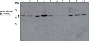 Anti-phospho-AKT (pThr450) antibody, Mouse monoclonal clone AK-11, purified from hybridoma cell culture
