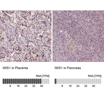 Anti-IWS1 antibody produced in rabbit Prestige Antibodies&#174; Powered by Atlas Antibodies, affinity isolated antibody, buffered aqueous glycerol solution