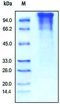 LDLR human recombinant, expressed in HEK 293 cells, &#8805;90% (SDS-PAGE)