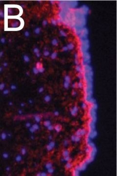 Anti-Fibronectin Antibody Chemicon&#174;, from rabbit