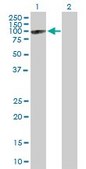Anti-MX2 antibody produced in mouse IgG fraction of antiserum, buffered aqueous solution