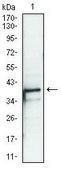 Monoclonal Anti-PBK antibody produced in mouse clone 2C8, ascites fluid