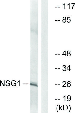 Anti-NSG1 antibody produced in rabbit affinity isolated antibody