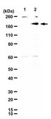 Anti-Cas9 Antibody, D10A/H840A Mutant from rabbit, purified by affinity chromatography