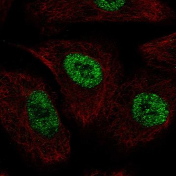 Anti-TLE1 antibody produced in rabbit Prestige Antibodies&#174; Powered by Atlas Antibodies, affinity isolated antibody