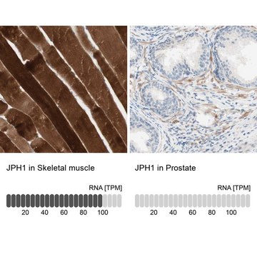 Anti-JPH1 antibody produced in rabbit Ab1, Prestige Antibodies&#174; Powered by Atlas Antibodies, affinity isolated antibody, buffered aqueous glycerol solution