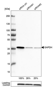 抗-GAPDH单克隆抗体 小鼠抗 Prestige Antibodies&#174; Powered by Atlas Antibodies, clone CL3266, purified immunoglobulin, buffered aqueous glycerol solution