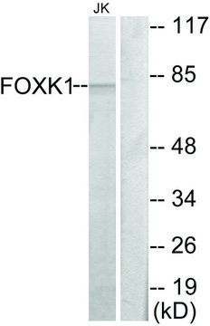 Anti-FOXK1 antibody produced in rabbit affinity isolated antibody