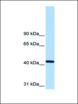 Anti-PGK1 (AB1) antibody produced in rabbit affinity isolated antibody