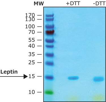 Leptin from rat &#8805;97% (SDS-PAGE), recombinant, expressed in E. coli, lyophilized powder