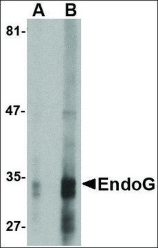 Monoclonal Anti-EndoG antibody produced in mouse clone 7G1C10, purified immunoglobulin, buffered aqueous solution