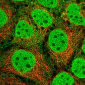Anti-SRA1 antibody produced in rabbit Prestige Antibodies® Powered by Atlas Antibodies, affinity isolated antibody, buffered aqueous glycerol solution