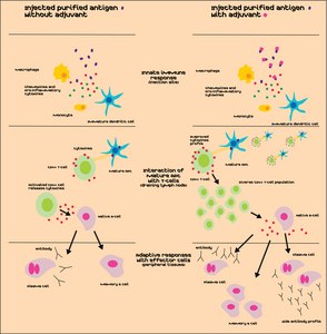 Sigma Adjuvant System® oil