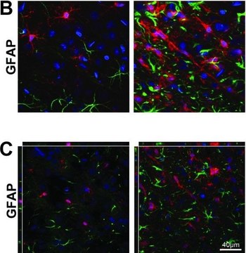 Anti-Glial Fibrillary Acidic Protein Antibody, clone GA5 ascites fluid, clone GA5, Chemicon&#174;