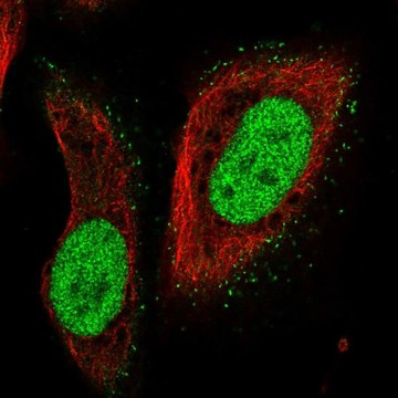 Anti-PMS2 antibody produced in rabbit Prestige Antibodies&#174; Powered by Atlas Antibodies, affinity isolated antibody