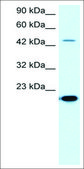 Anti-MMP19 (AB2) antibody produced in rabbit IgG fraction of antiserum