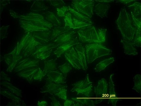 Monoclonal Anti-PDLIM7 antibody produced in mouse clone 2D6, purified immunoglobulin, buffered aqueous solution