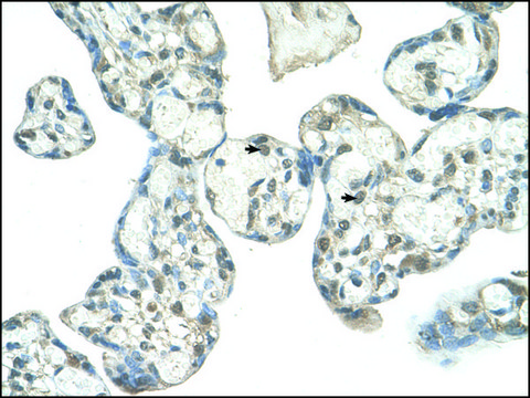 Anti-EPS8L1 antibody produced in rabbit IgG fraction of antiserum