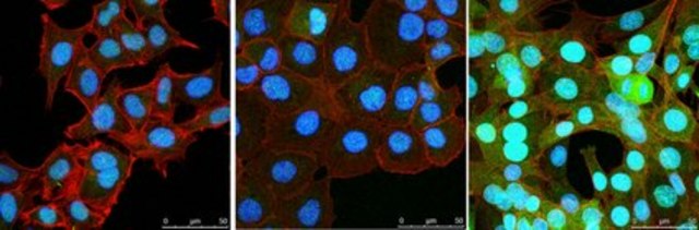 Anti-NR4A3 from rabbit, purified by affinity chromatography