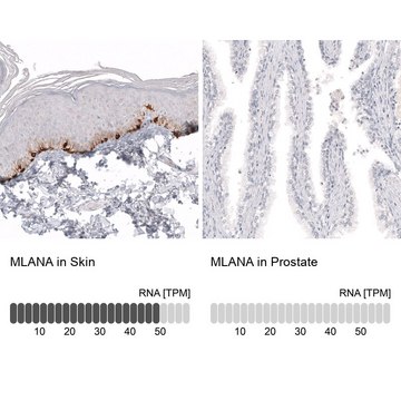 Anti-MLANA antibody produced in mouse Prestige Antibodies&#174; Powered by Atlas Antibodies, clone CL12864, purified by using Protein A, buffered aqueous glycerol solution