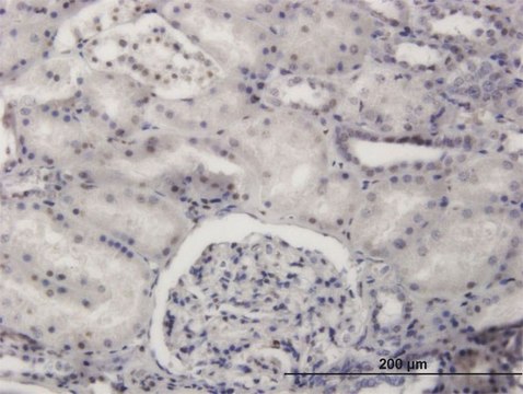 Monoclonal Anti-PRDM4 antibody produced in mouse clone 3E3, purified immunoglobulin, buffered aqueous solution