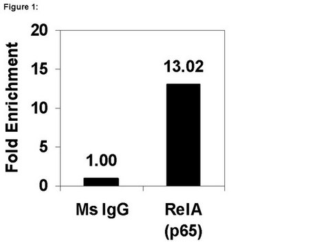 ChIPAb+ NF&#954;B p65 (RelA) - ChIP经验证的抗体和引物组 from mouse