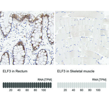 Anti-ELF3 antibody produced in rabbit Ab1, Prestige Antibodies&#174; Powered by Atlas Antibodies, affinity isolated antibody, buffered aqueous glycerol solution