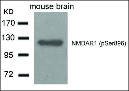 Anti-phospho-GRIN1 (pSer896) antibody produced in rabbit affinity isolated antibody